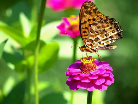ピンク色の花にとまる蝶 ピンク色の花にとまる蝶の写真