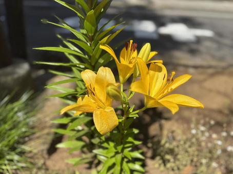 黄色のユリ 花,ユリ,黄色の写真素材