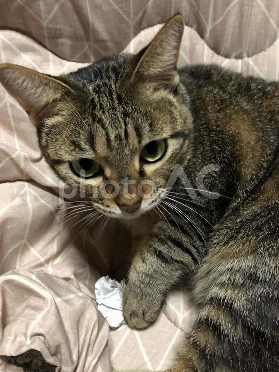 じゃまされたくない猫 猫,ネコ,ねこの写真素材
