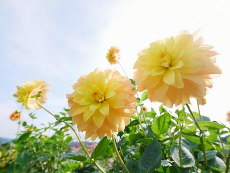 黄色のダリア ダリア,アイリスの丘,空の写真素材