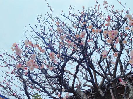 春先の梅の花 春先の梅の花の写真