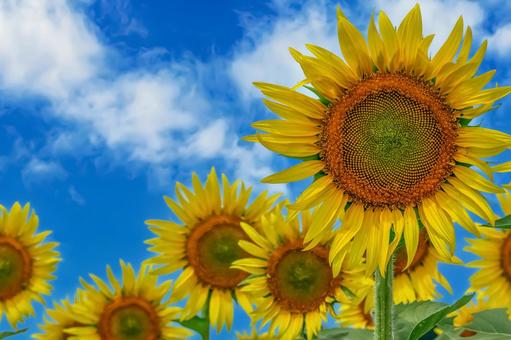 ヒマワリの花 ヒマワリの花 ひまわり,ひまわり畑,アウトドアの写真素材