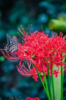 彼岸花と蝶 彼岸花,花,赤の写真素材