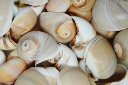 敷き詰めたツメタガイ ツメタガイ,巻貝,貝の写真素材