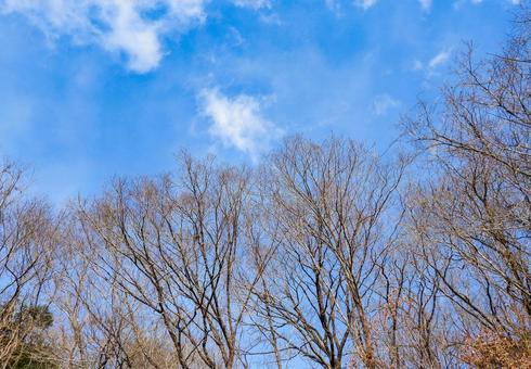 青空と冬の木々 青空,樹木,冬イメージの写真素材