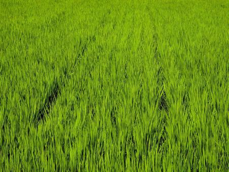 Photo, field, paddy field, rice, 