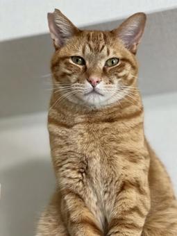 上から目線の猫 上から目線の猫の写真