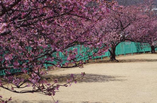 サクラの花（春） ウメ,梅,花の写真素材