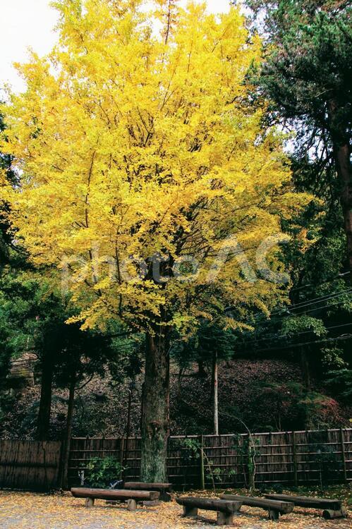 日本の秋の色づく紅葉と公園のベンチ 紅葉,イチョウ,秋の写真素材