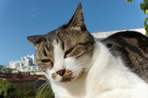 眩しい昼下がり ネコ,動物,リラックスの写真素材