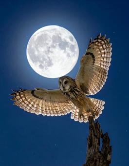 夜空を飛ぶフクロウと満月 夜空を飛ぶフクロウと満月の写真