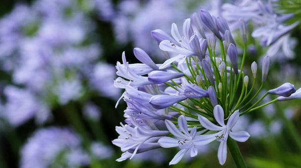 Photo, agapanthus, murasaki kunsiran, purple, 