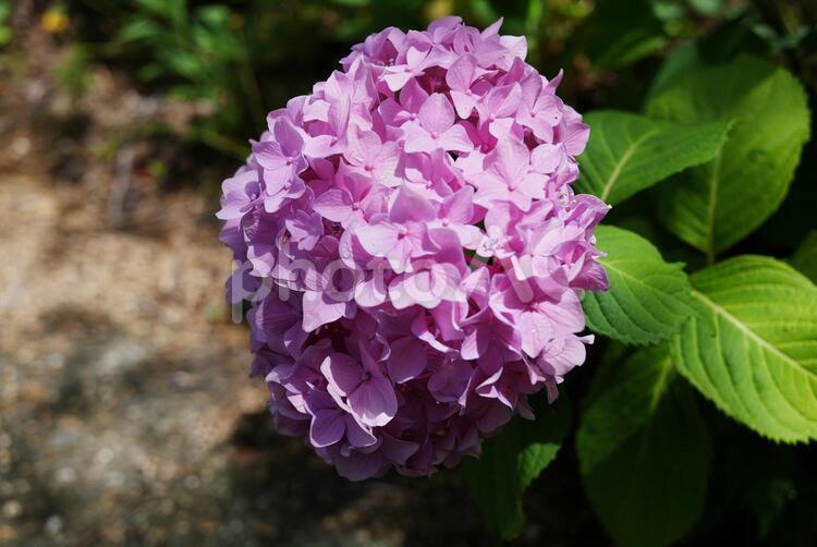 日の当たったピンクのアジサイ あじさい,花,自然の写真素材
