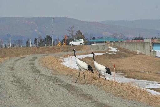 タンチョウ　つがいの写真
