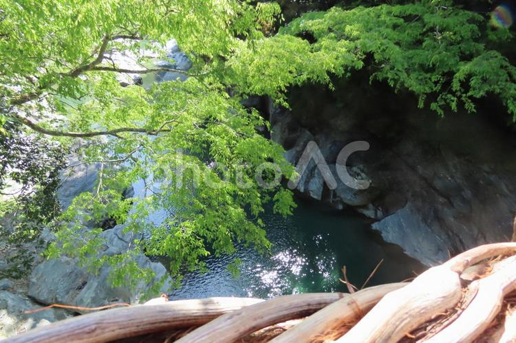祖谷のかずら橋から見える風景 かずら橋,橋,四国の写真素材