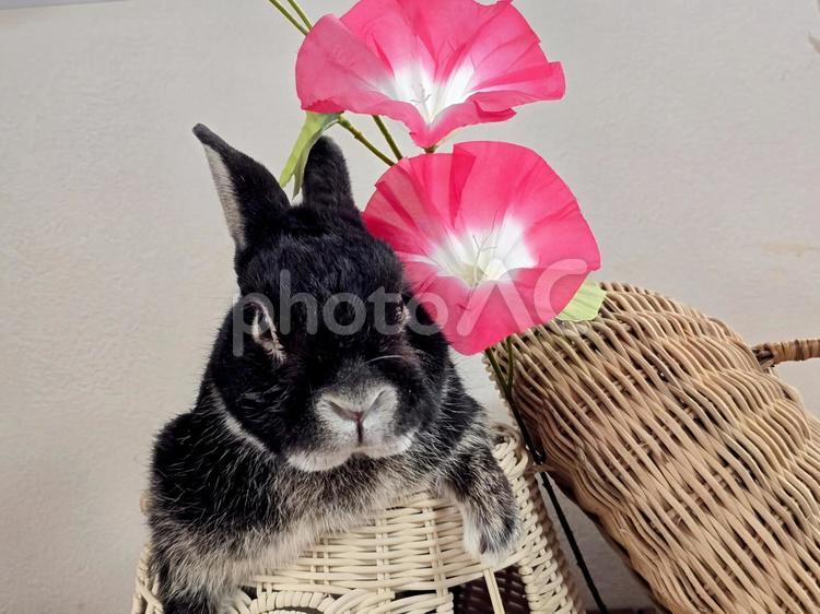 うさぎとアサガオ うさぎ,ウサギ,アサガオの写真素材
