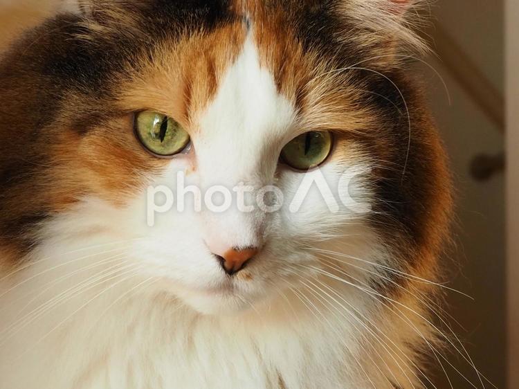 猫 猫,ねこ,メインクーンの写真素材