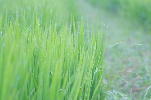 Rice field after rain, water droplets, JPG