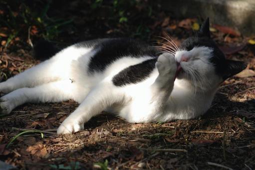 Black and white cat grooming itself in a flower bed②, JPG