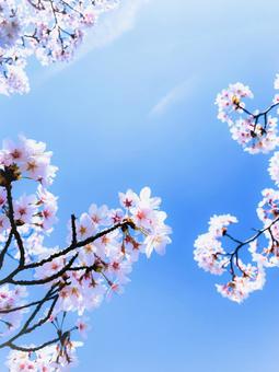 青空の下の桜2 桜,春,植物の写真素材
