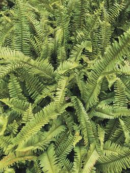 plants plantsの写真