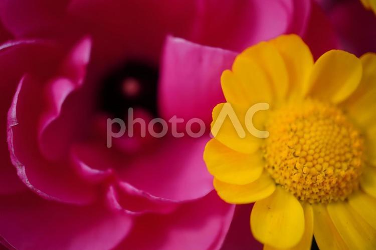 ラナンキュラス　ピンク　黄色 ラナンキュラス,花びら,花の写真素材