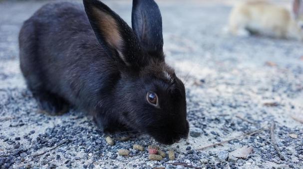 Photo, rabbit, black rabbit, okunoshima, 