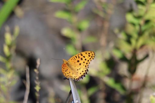 ツマグロヒョウモンのアップの写真
