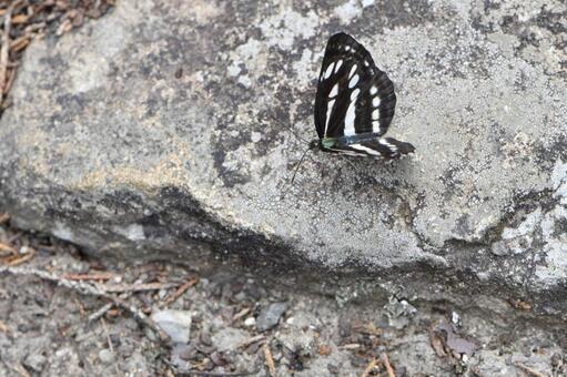 チョウ 09 チョウ,蝶,ミスジの写真素材