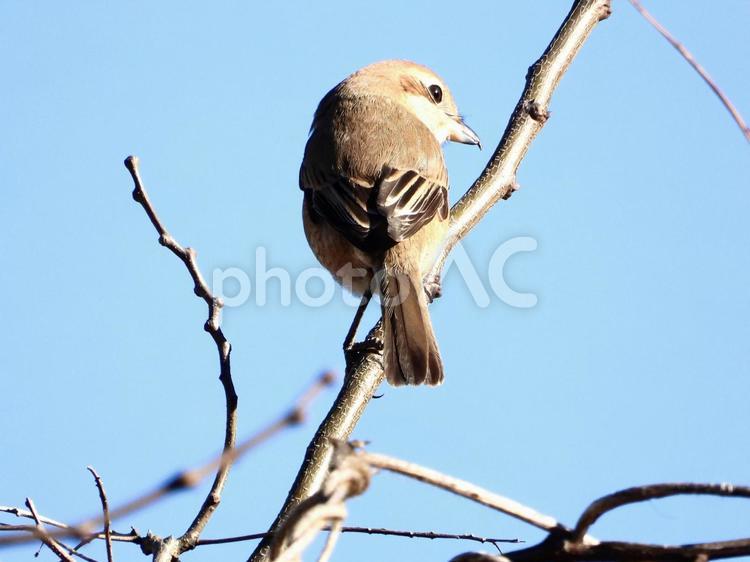 枝にとまるモズ 鳥,野鳥,モズの写真素材