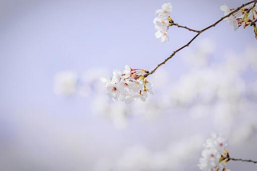 染井吉野のクローズアップ 桜,ソメイヨシノ,春の写真素材