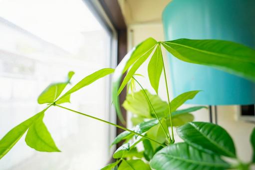 すくすく育つ観葉植物 すくすく育つ観葉植物の写真