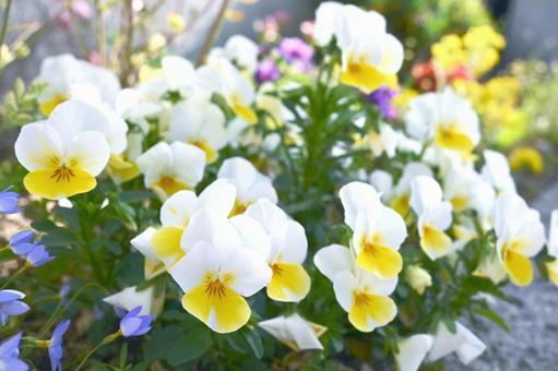 Photo, viola, flower, spring, 
