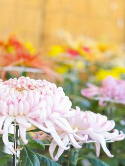 菊 菊 菊,菊の花,キクの写真素材