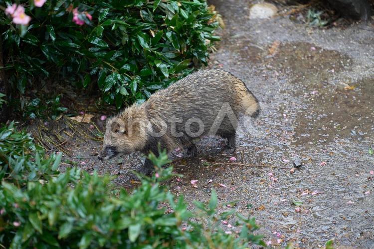 雑木林に隠れるタヌキ タヌキ,狸,動物の写真素材