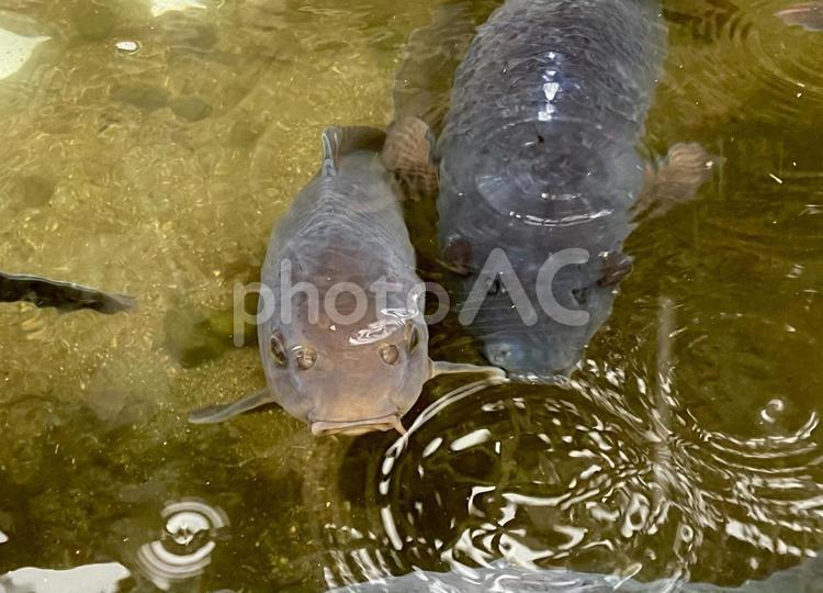 エサを欲しがる鯉 鯉,魚,池の写真素材