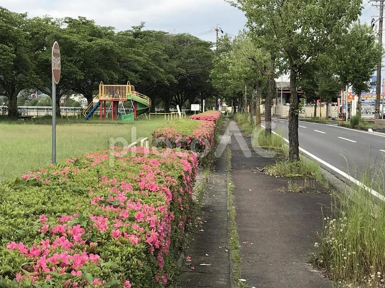 街路樹　ツツジ 街路樹,ツツジ,つつじの写真素材