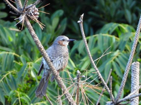 Brown-eared bulbul perched on a pine branch 3, JPG