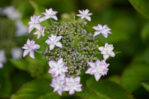 Hydrangea, JPG