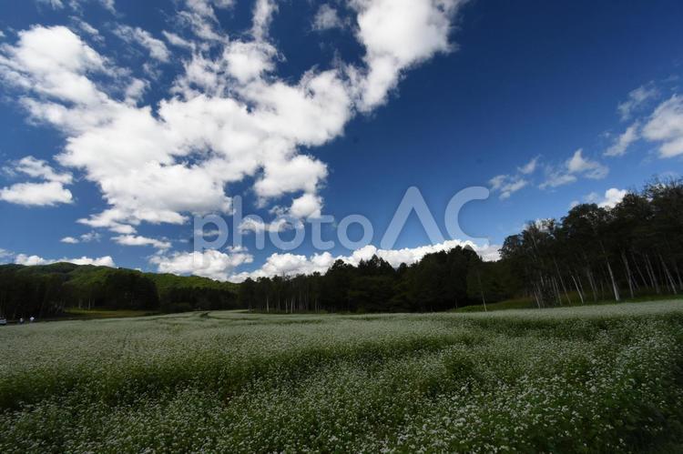 開田高原　白いそばの花と青い空、白い雲 あお,くも,そらの写真素材