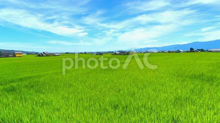 夏の田園風景（富山・南砺市）：5 田,田園,田んぼの写真素材