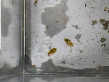 ミジンコ ミジンコ,オオミジンコ,自然の餌の写真素材