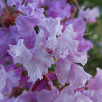 サルスベリ サルスベリ,花,花びらの写真素材