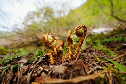 250510津南町見倉ぜんまい 新潟県,中魚沼郡,津南町の写真素材