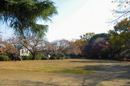 秋の多摩川台公園の広場 多摩川台公園,雑木林,木々の写真素材
