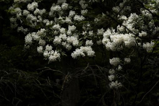 白いシャクナゲの花 シャクナゲ,石楠花,5月の写真素材