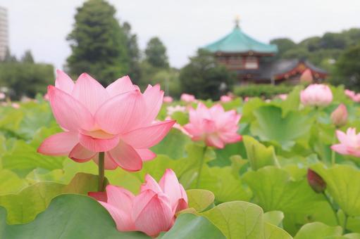 不忍池のハスの花(上野公園) 不忍池のハスの花(上野公園)の写真