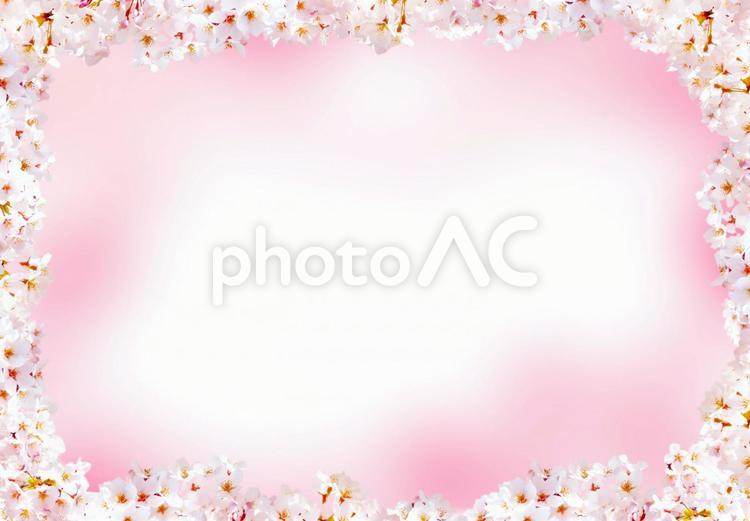 春の満開の桜のフレームの背景画像 春,4月,フレームの写真素材