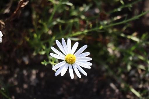 白い花びらのピオネギクの花のアップ 白い,花びら,ピオネギクの写真素材