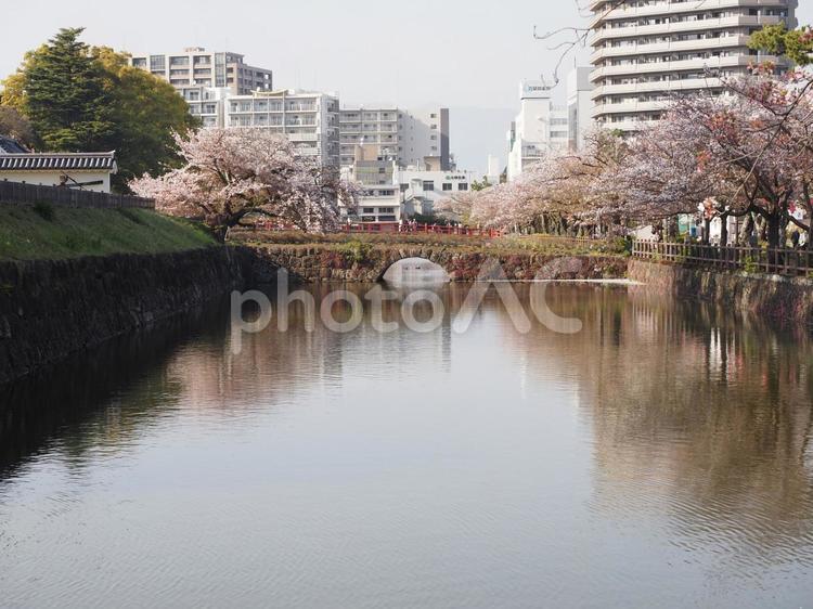 桜並木とお堀（小田原城） サクラ,桜,さくらの写真素材